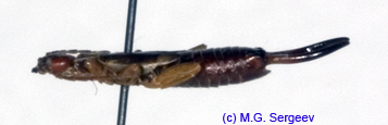 Forficula_auricularia_m_1128 copy